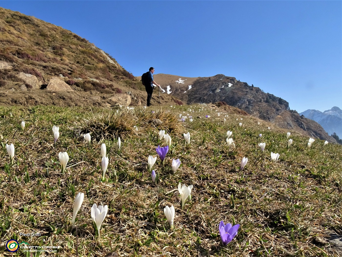 13 La neve al sole si scioglie crescono i crocus.JPG